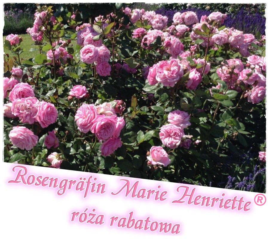 ROSENGRAFIN MARIE  HENRIETTE róże rabatowe kol